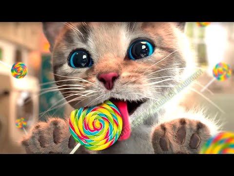 Cute Kitten Little Cat Adventure - Play Fun Pet Care - Preschool Educational Games #catvideo