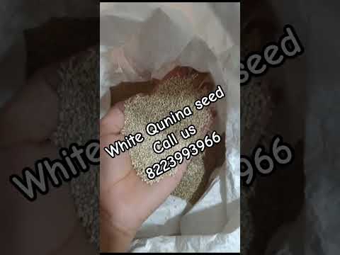 Raw Quinoa Seed