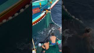 Download lagu Nelayan Pantai di Malang Lepaskan Hiu Paus yang Tak Sengaja Kena Pukat mp3 Download lagu Nelayan Pantai di Malang Lepaskan Hiu Paus yang Tak Sengaja Kena Pukat mp3