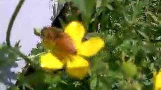 preview picture of video 'Busy Bees in Holly Creek, Oklahoma'