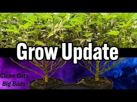 LST & Lollipopping - Clean Plants, Bigger Buds