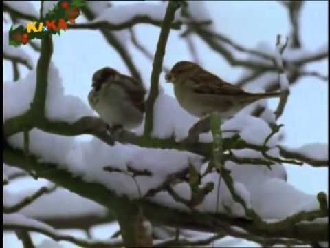 Löwenzahn Classics 165 Wenns dem Wasser zu kalt wird