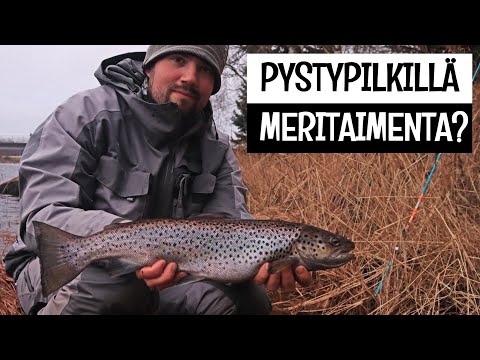 MERITAIMENTA PYSTYPILKKIÄ HEITTÄEN? - 56 CM/2 KG MERTSARI VÄINÖ TINCALLA