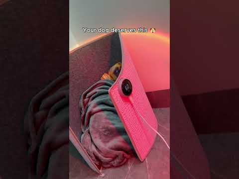 Better days when your dog stays warm #WarmDogLife #HappyPet #PetCare