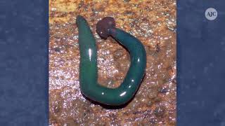 Photos of giant hammerhead worms in France
