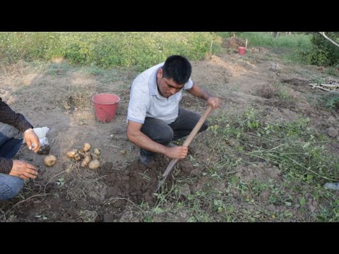 Así Se Cultiva Y Cosecha La Jícama En Acuatempa Huejutla, Hidalgo