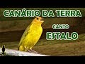 CANÁRIO DA TERRA - CANTO ESTALO #CantoDasAves