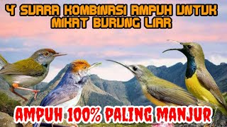 Download lagu suara pikat burung liar burung sogok ontong sogon prenjak kepala merah prenjak lumut dan pijantung mp3
