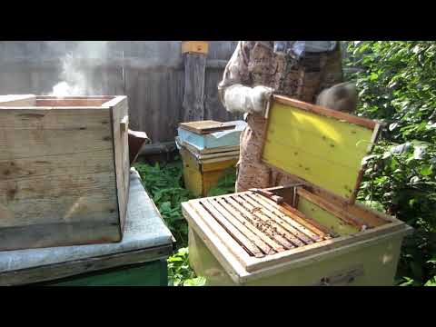 РЕЗУЛЬТАТ ОБЪЕДИНЕНИЯ ЧЕРЕЗ ГАЗЕТУ БРОДЯЧИХ РОЁВ ПЕРЕД ГЛАВНЫМ МЕДОСБОРОМ 1 Часть🔥🔥🔥