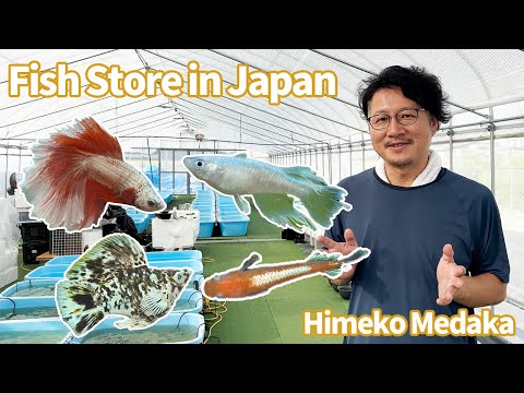 Inside a Japanese Aquarium Shop in Nara 🇯🇵 | Medaka, Bettas & Balloon Mollies!