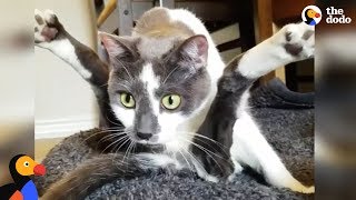 Special Cat Turns Guy Who Hated Cat into The Ultimate Cat Dad - SCOOTER | The Dodo