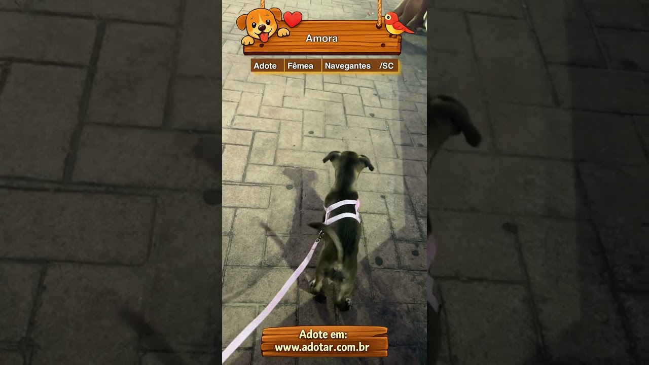 Cachorro raça SRD-ViraLata idade 2 a 6 meses nome Amora