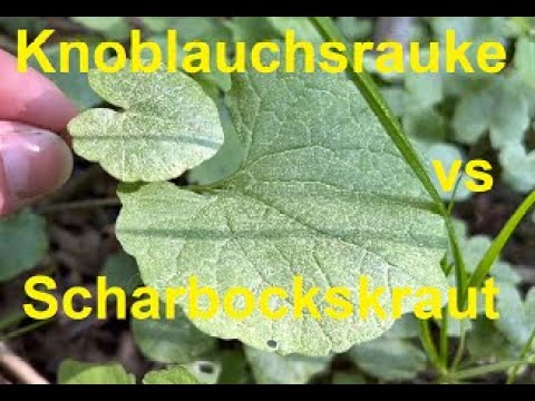 Knoblauchrauke im Vergleich zum Scharbockskraut - Unterschiede und Gemeinsamkeiten