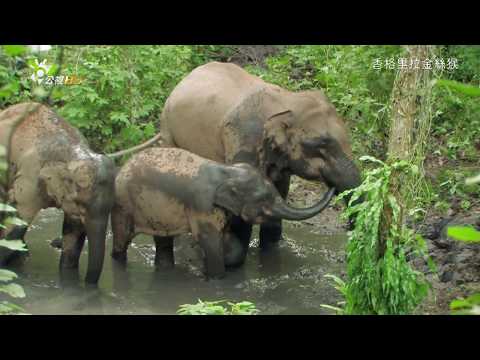 香格里拉金絲猴 mystery monkeys of shangri-La 001