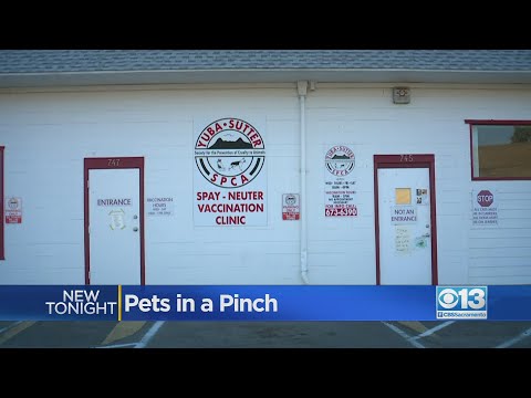 Yuba Spca