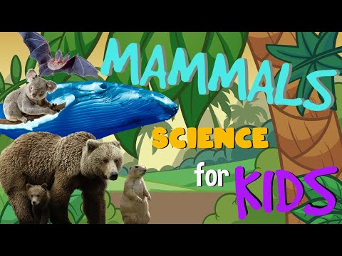 Mammals | Science for Kids