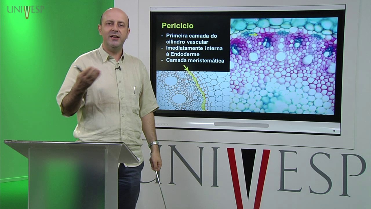 Morfologia Vegetal - Aula 11 - Raiz - Anatomia
