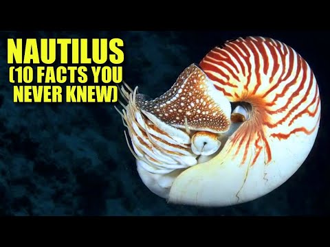 Nautilus 🐚 (10 FACTS You NEVER KNEW)
