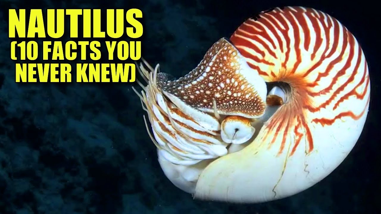 Nautilus 🐚 (10 FACTS You NEVER KNEW)