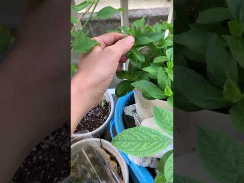 アジサイの手入れの間違い アジサイの葉が赤くなって落ちる理由