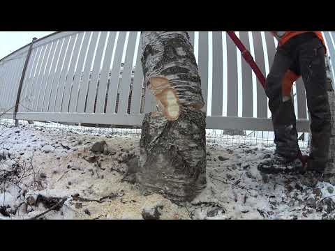 Metsolan Metsäkoulu 242 - Miten pitopuu toimii