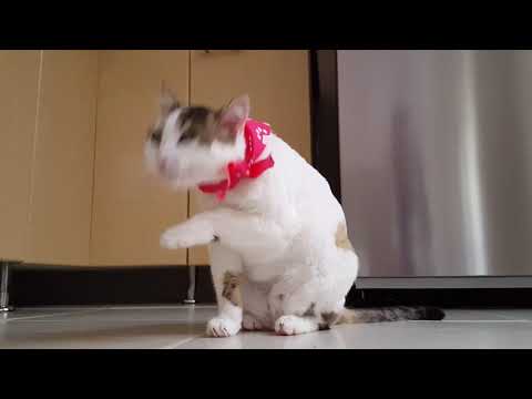 . cute cat animals I love cats and animals Alka chut cats and dogs