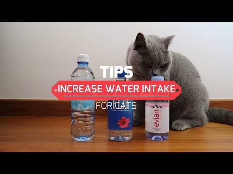 Tips to increase water intake for Cats | Chubby Boba Cat