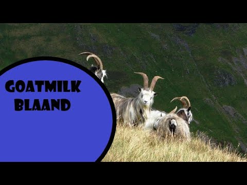 Goatmilk Blaand