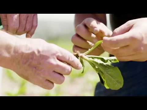 myKWS – Digital consulting for farmers