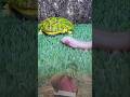 Meme Lucu Kucing Vs Katak Funny Meme Videolucu