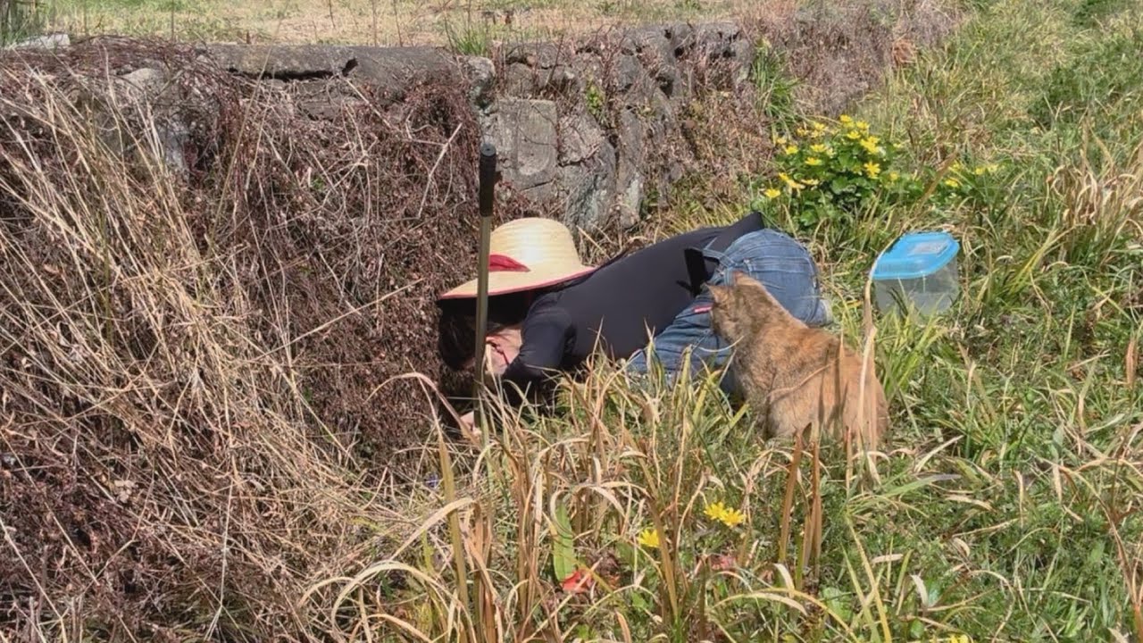 【田舎暮らし】用水路ガサガサ…見つけたものは？