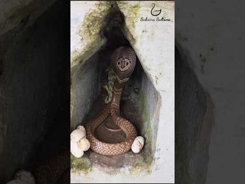"Secrets of Cobra Eggs and Habitat: Nature's Surprising Scene" #wildlife #animals #kingcobra #corba