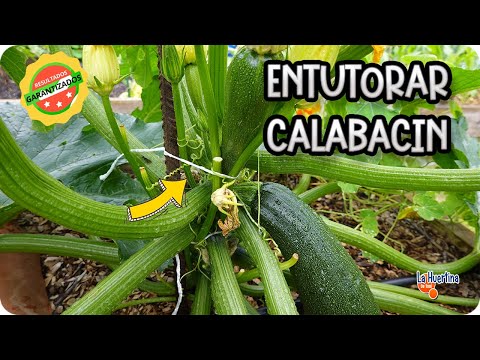 , title : 'Como Podar Y Entutorar Los Calabacines || Huerto Organico || La Huertina De Toni'