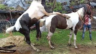 horse romantic video horse shorts video sex video 