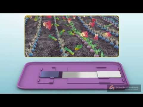 3D Medical Animation - How does a home pregnancy test kit work