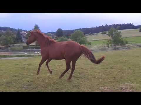 4 jährige Stute von Livaldon aus einer De Janeiro Mutter