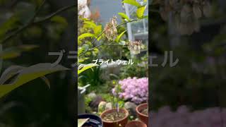 ブルーベリー、ティフブルーとブライトウェル開花しました。　#shorts  #shortvideo