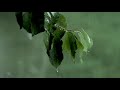 MONSOON CINEMATIC RAIN WHATSAPP STATUS 4k