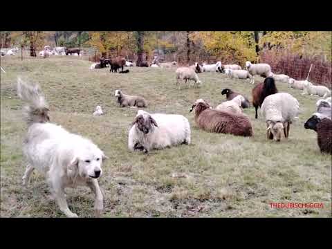 MAREMMANI A GUARDIA DELLE GREGGI FIERA DEI DES A BELLINO IN VALLE VARAITA (CN) LUN. 10 - 10 - 2022.