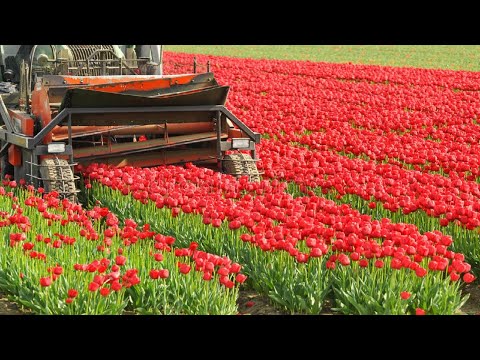 , title : 'How to Harvest Tulip Flower ? Tulip Cultivation and Tulip Farming'