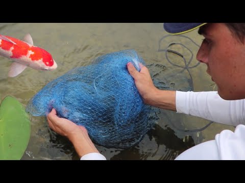 FISH-NET FEEDS JAWS THE POND MONSTER!!