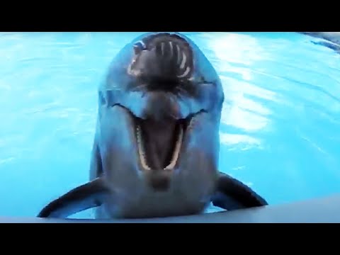 Les dauphins étonnants - Compilation de dauphins drôles et mignons [animaux de compagnie drôles].