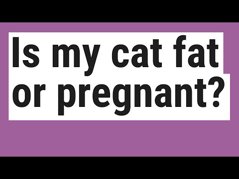 Is my cat fat or pregnant?