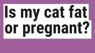 Is my cat fat or pregnant?