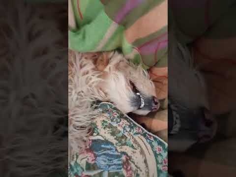 Valentina (Tina) viendo Tu cara me suena