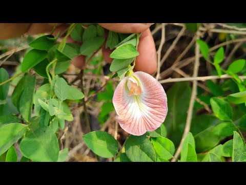 6 variety aparajita flowers plants in my terrace garden