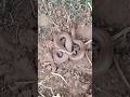 दो मुंह वाला सांप किस किसने देखा है Snake Sn