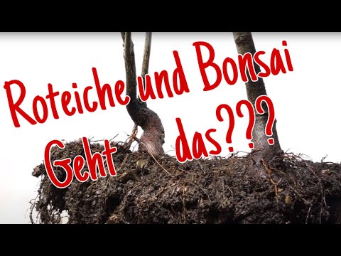 Roteichen und  die „Richtige“ Anwendung von Bienenwachs als Wundverschluss Pre-Bonsai 2023/13