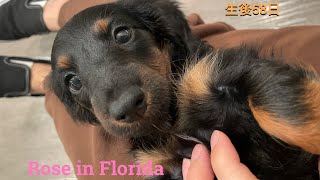 【生後58日】ミニチュアダックスの子犬のボール遊び/A day of life Miniature dachshund puppy.Two months old.