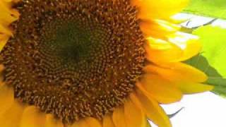 Good Morning - India Arie